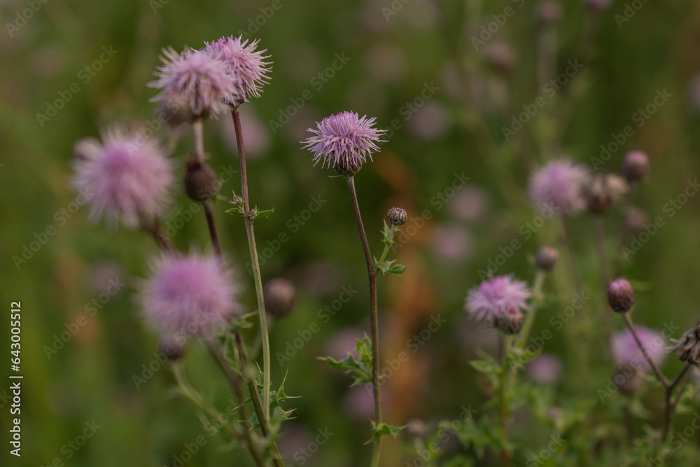 pink californian thistle blossoms in a rural meadow pink californian thistle blossoms in a rural meadow
