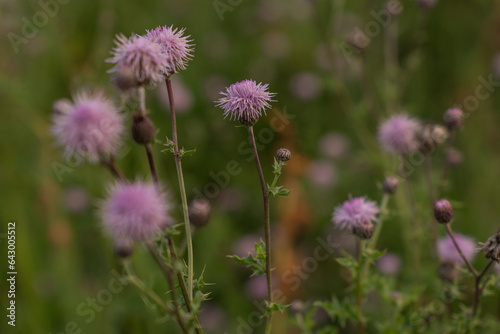 pink californian thistle blossoms in a rural meadow