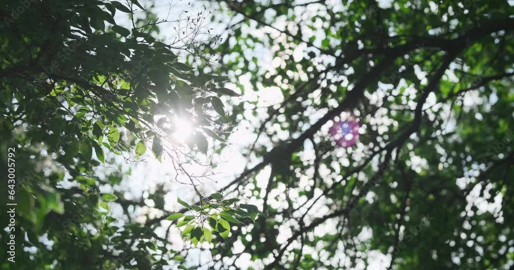 Green forest foliage in summer morning sunlight, close up. Sun rays break through lush trees leaves. Pure forest nature. Fresh ecology. Sunny light in bokeh green leaves. Natural abstract background Green forest foliage in summer morning sunlight, close up. Sun rays break through lush trees leaves. Pure forest nature. Fresh ecology. Sunny light in bokeh green leaves. Natural abstract background
