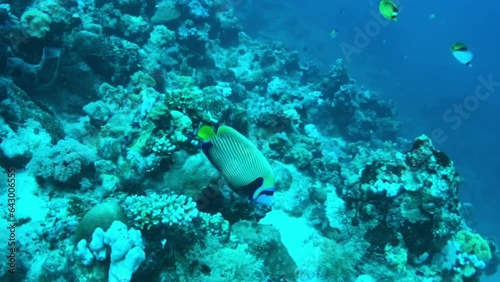 Emperor angelfish in the reef