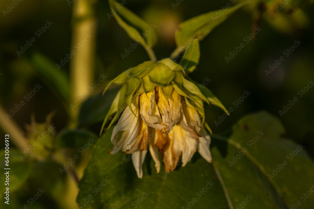 Dying Sunflower on a late summer afternoon Dying Sunflower on a late summer afternoon
