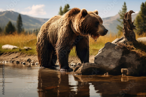 Brown bear grizzly at the watering hole © Veniamin Kraskov