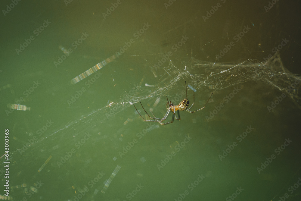 spider on a web on a green background