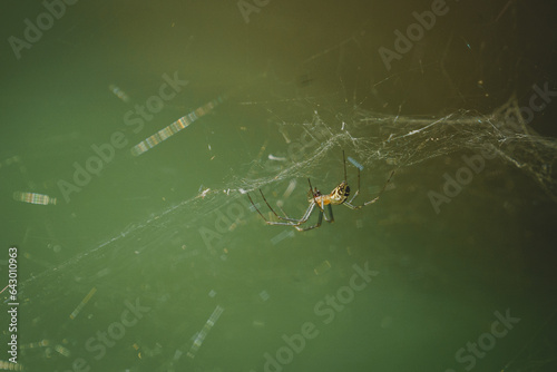 Obraz na płótnie spider on a web on a green background w salonie