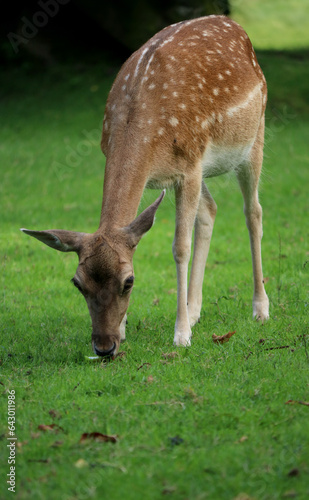 Young wild deer in a park reserve  eating green grass