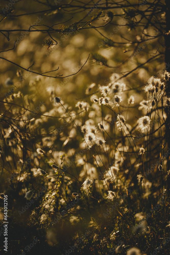 Flowering plant cotton grass in the setting sun