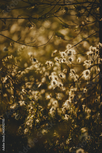 Obraz na płótnie Flowering plant cotton grass in the setting sun w salonie
