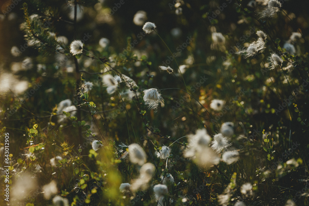 Flowering plant cotton grass in the setting sun