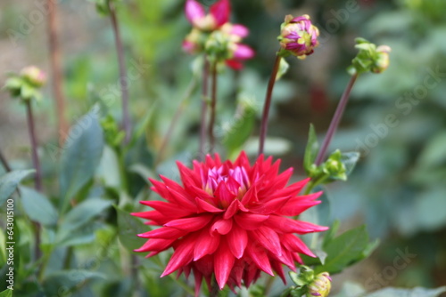 Fleur de Dahlia en étoile rouge