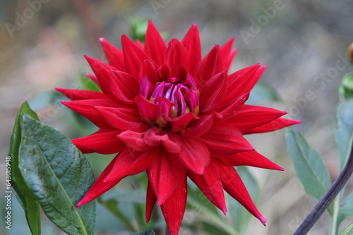 Gros plan fleur de dahlias rouge
