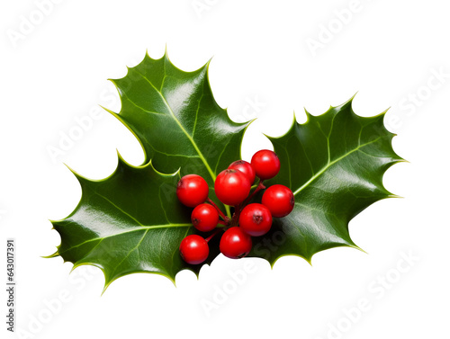 Christmas Holly isolated on transparent or white background  png