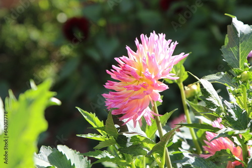Fleur de Dahlias au soleil