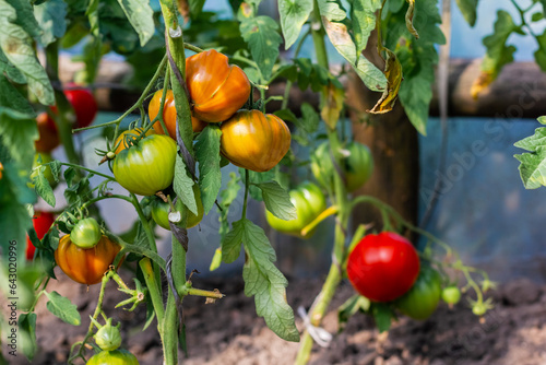 Red and green tomatoes grow and ripen in a greenhouse. Ecological product