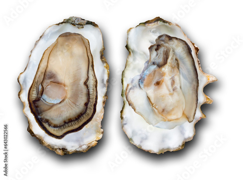 Oysters isolated on transparent background