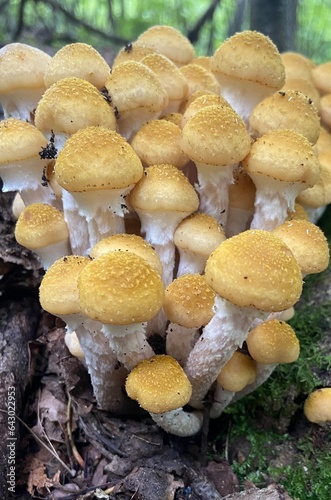mushrooms in the forest