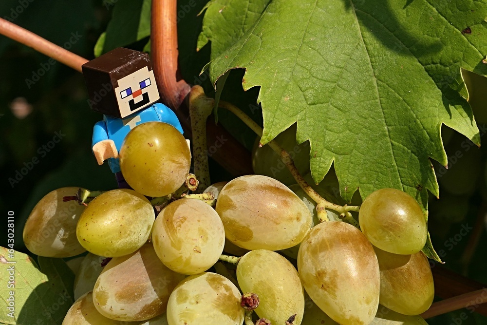 Obraz premium LEGO Minecraft figure of main hero Steve checking cluster of mature vine grapes, summer afternoon sunshine.