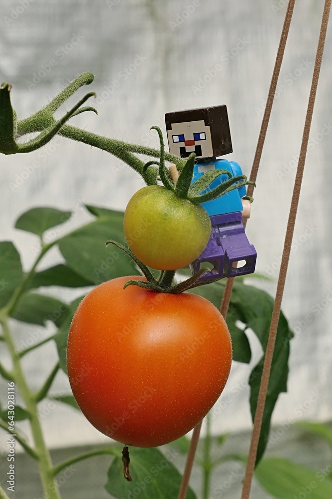 Obraz premium LEGO Minecraft figure of Steve checking immature and mature tomatoes in greenhouse. Ropes holding tomato plants behind him are made of old stockings.