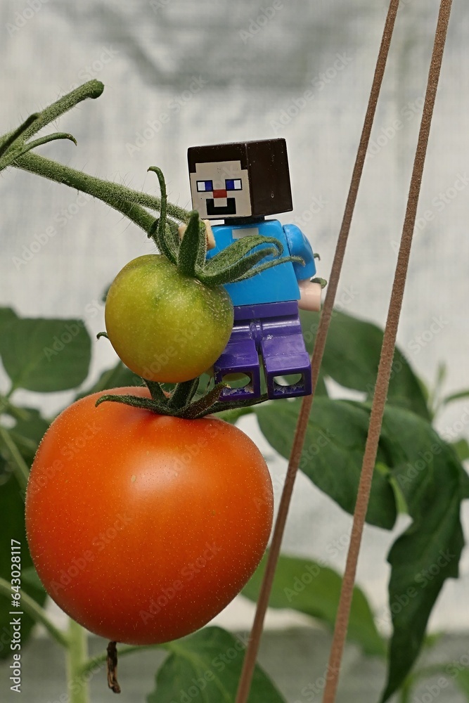 Obraz premium LEGO Minecraft figure of Steve checking immature and mature tomatoes in greenhouse. Ropes holding tomato plants behind him are made of old stockings.