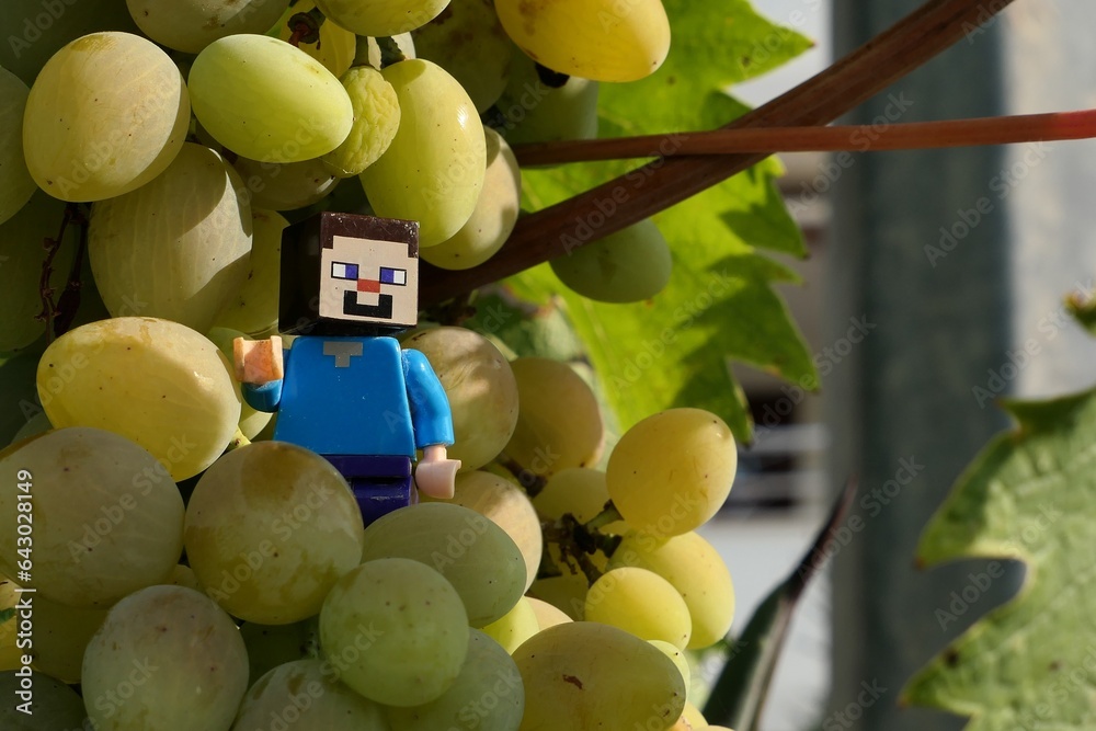 Obraz premium LEGO Minecraft figure of main hero Steve standing on cluster of mature vine grapes, summer daylight sunshine.
