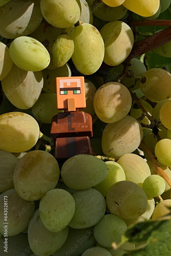 Obraz premium LEGO Minecraft figure of villager looging from cluster of grapes, sunlit by late august afternoon sunshine.