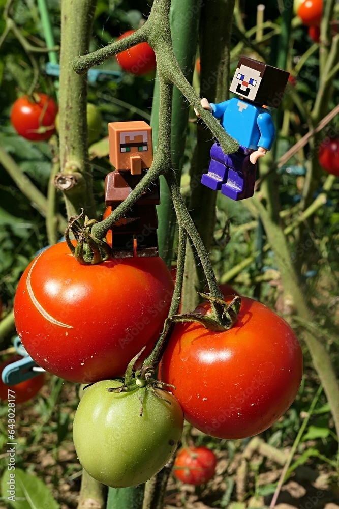 Obraz premium LEGO Minecraft figures of Steve and villager mob climbing on tomatoes (Solanum Lycopersicum) growing in garden.