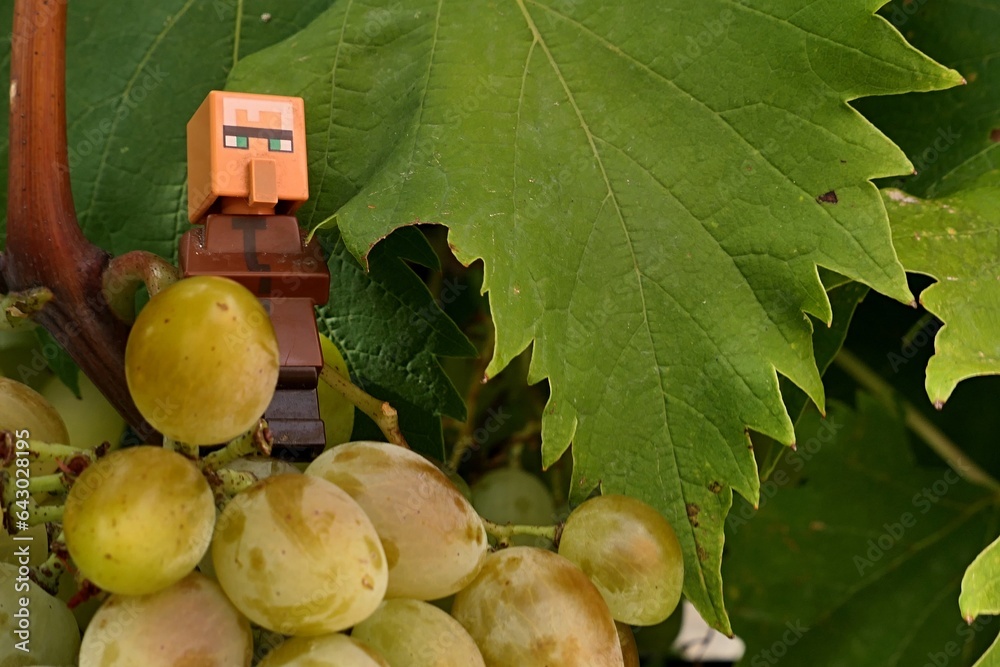 Obraz premium LEGO Minecraft figure of villager standing on bunch of grapes, sunlit by late august afternoon sunshine.