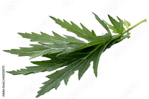 Green leaves of mugwort (Artemisia vulgaris), a medicinal and culinary herb, isolated on transparent background