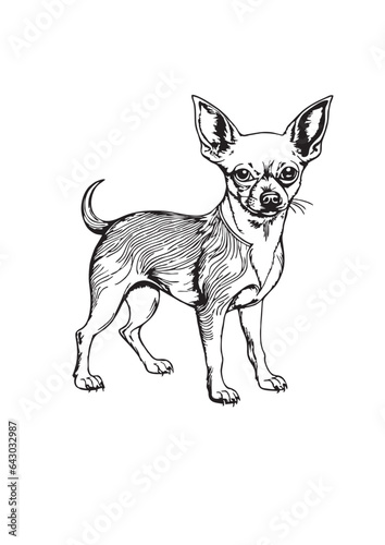 Chihuahua dog