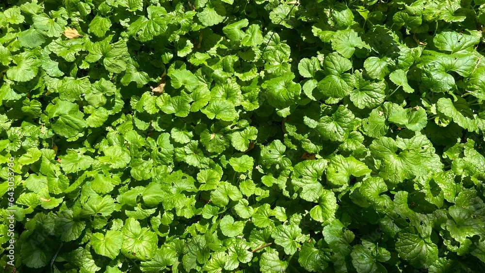 background of leaves background of leaves