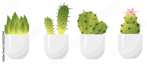Houseplants. Cacti in white pots. Plant for home and interior. Homemade succulents in a flower pot.