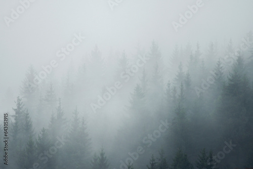Forest in the morning mist on mountain. Autumn scene.