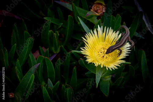 Wallpaper Mural madeira Torontodigital.ca