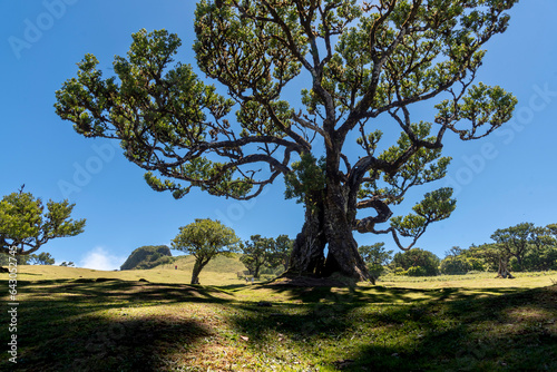 Wallpaper Mural madeira Torontodigital.ca