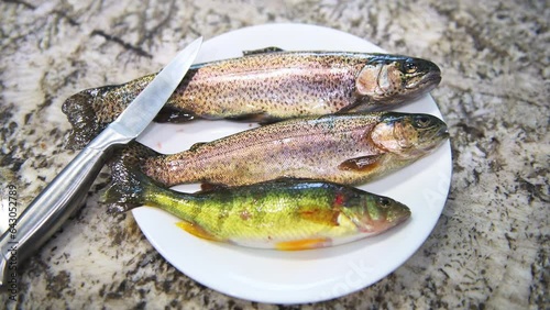 Rainbow trout, smallmouth bass fish three animal wild raw uncooked whole wildcaught food from Colorado macro closeup photo