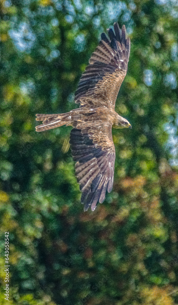 Fototapeta premium Black Kite - Milvus migrans