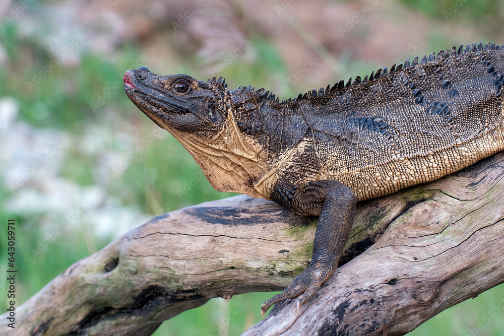 Close up head of a Sulawesi sailfin lizard Close up head of a Sulawesi sailfin lizard