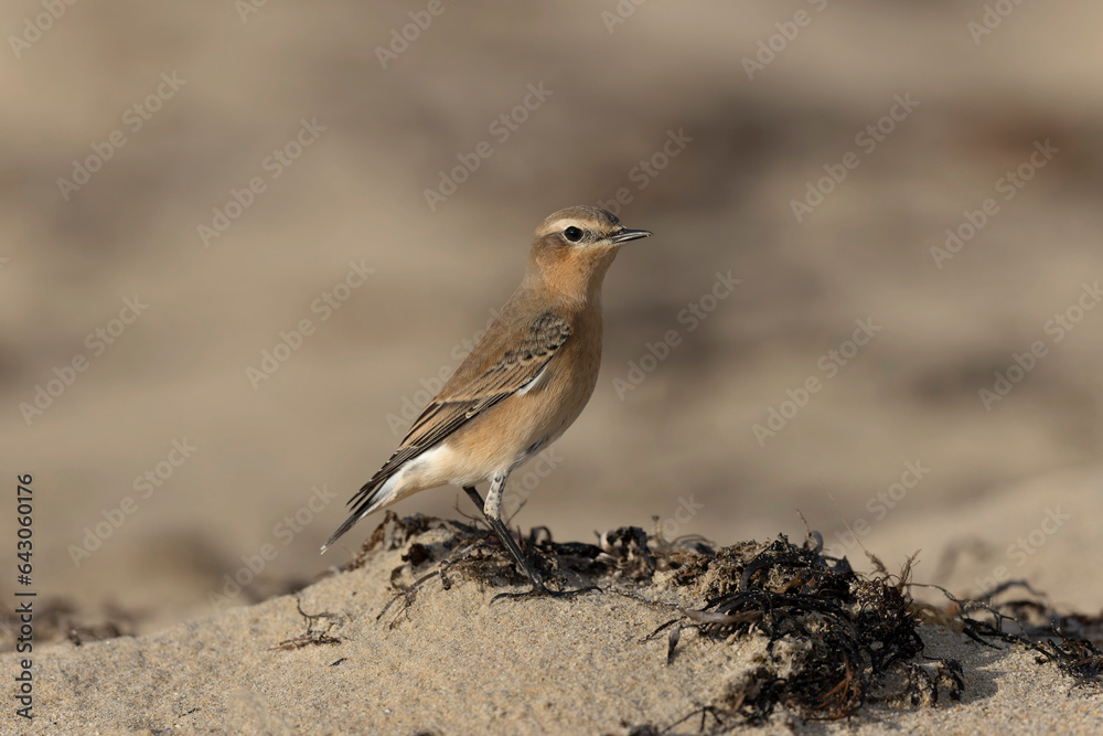 European Wheatear Oenanthe oenanthe from Cotentin, France European Wheatear Oenanthe oenanthe from Cotentin, France