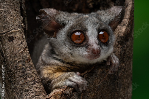 Konstfotografi Galago Bush Baby