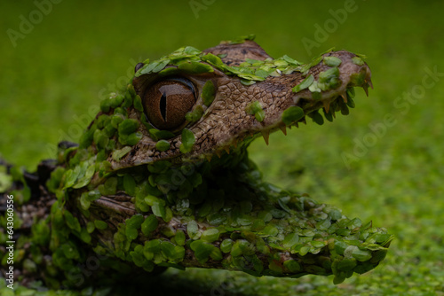 Curvier's Dwarf Caiman photo