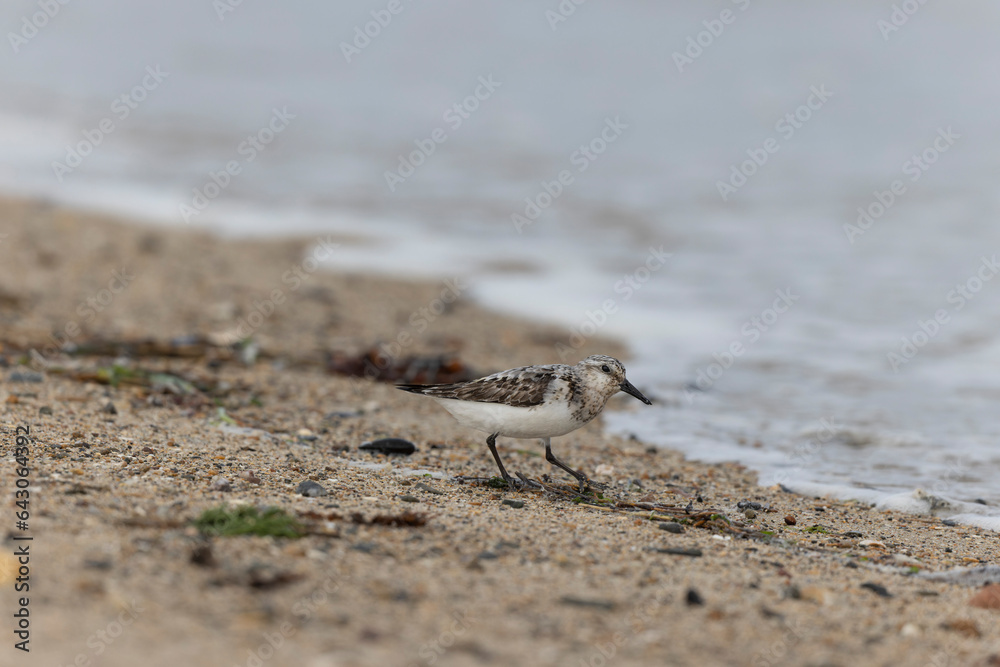 Shorebird Sanderling Calidris alba in search of food on a sandy beach in Cotentin, Manche, France