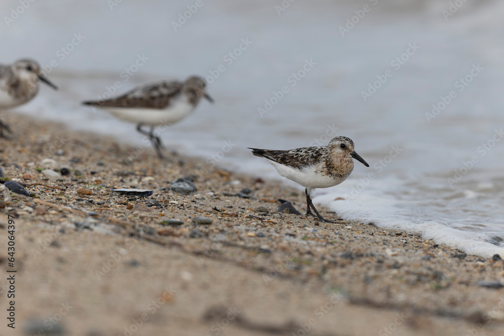 Shorebird Sanderling Calidris alba in search of food on a sandy beach in Cotentin, Manche, France Shorebird Sanderling Calidris alba in search of food on a sandy beach in Cotentin, Manche, France