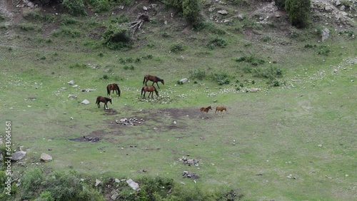 horses in the mountains of kyrgyzstan