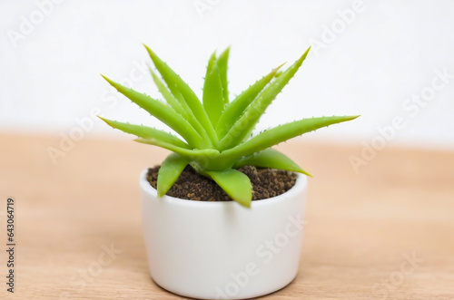 A cute mini succulent plant in a pot