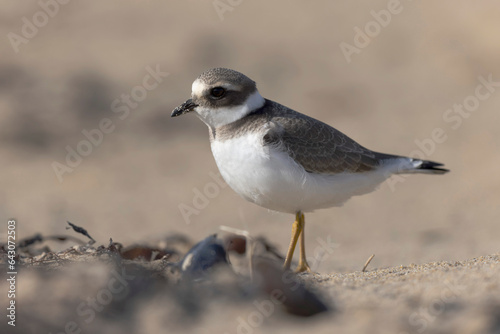 Common ringed Plover Charadrius hiaticula on a sandy beach in Normandy © denis
