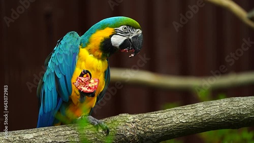 Video of Blue and yellow macaw