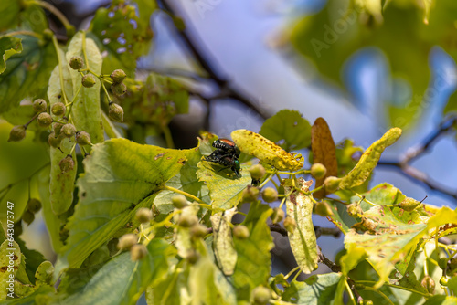 The Japanese beetle (Popillia japonica) is a species of scarab beetle. Invasive beetle. photo
