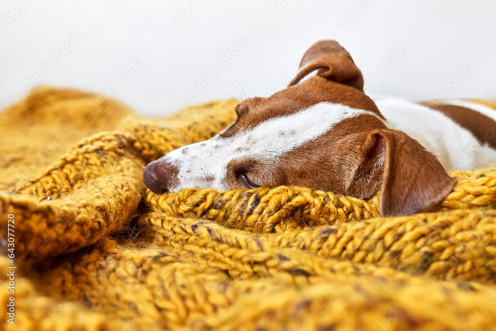 Cute jack russell dog terrier puppy sleeping on yellow knitted blanket. Funny small sleepy white and brown doggy. Concept of cozy home, comfort, warmth, autumn, winter. Cute jack russell dog terrier puppy sleeping on yellow knitted blanket. Funny small sleepy white and brown doggy. Concept of cozy home, comfort, warmth, autumn, winter.
