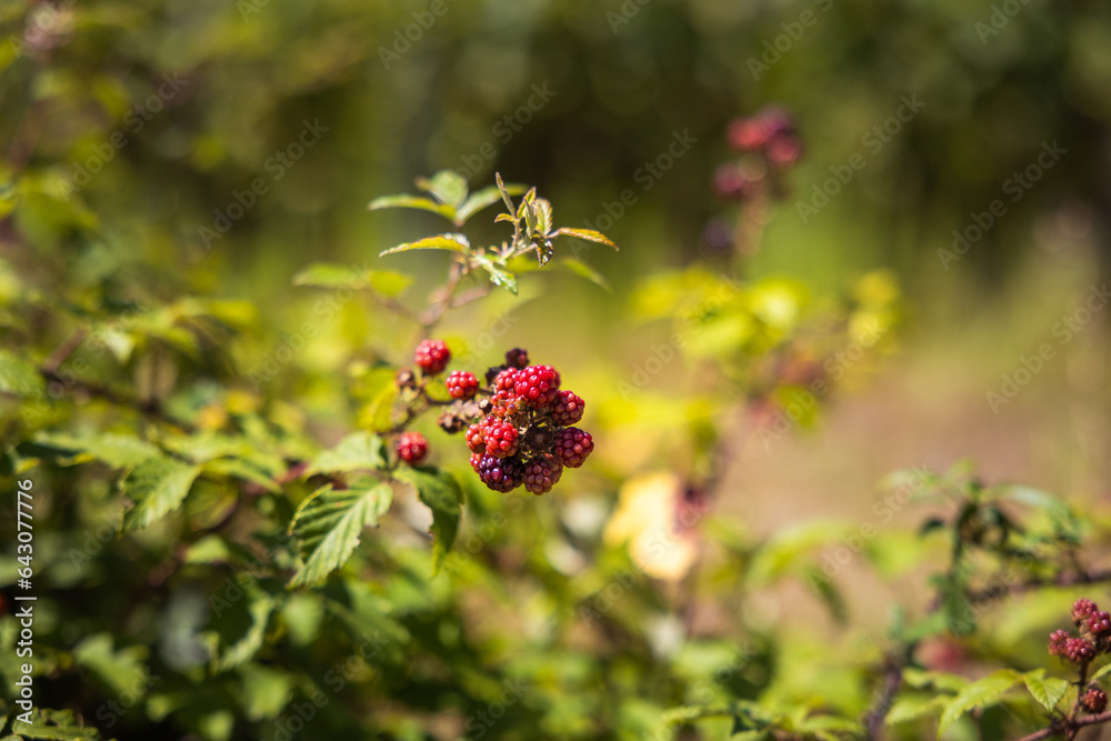 bramble with red berries in the field, ready to be picked for consumption bramble with red berries in the field, ready to be picked for consumption