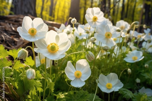 White flowers of anemones in spring in a forest close-up in sunlight in nature. Spring forest landscape with flowering primroses.