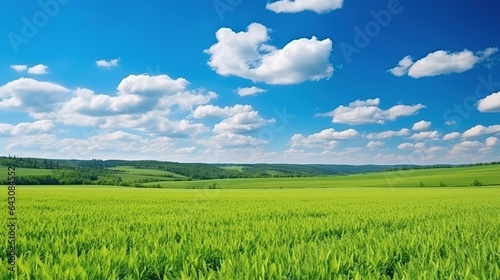 A beautiful green field of young cereals against a blue sky with clouds on a bright sunny day. Natural landscape.